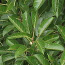 Image of Ficus virens W. T. Aiton