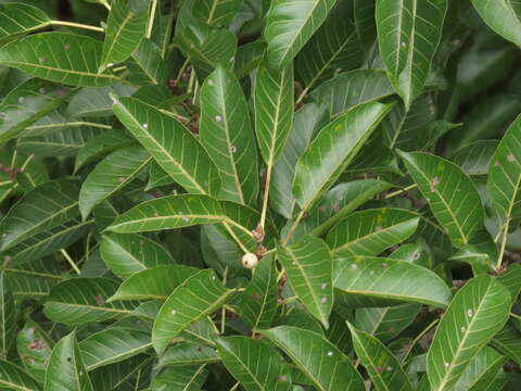 Image of Ficus virens W. T. Aiton