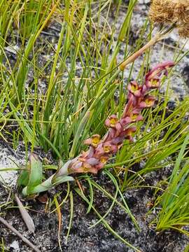 Image of Disa bolusiana Schltr.