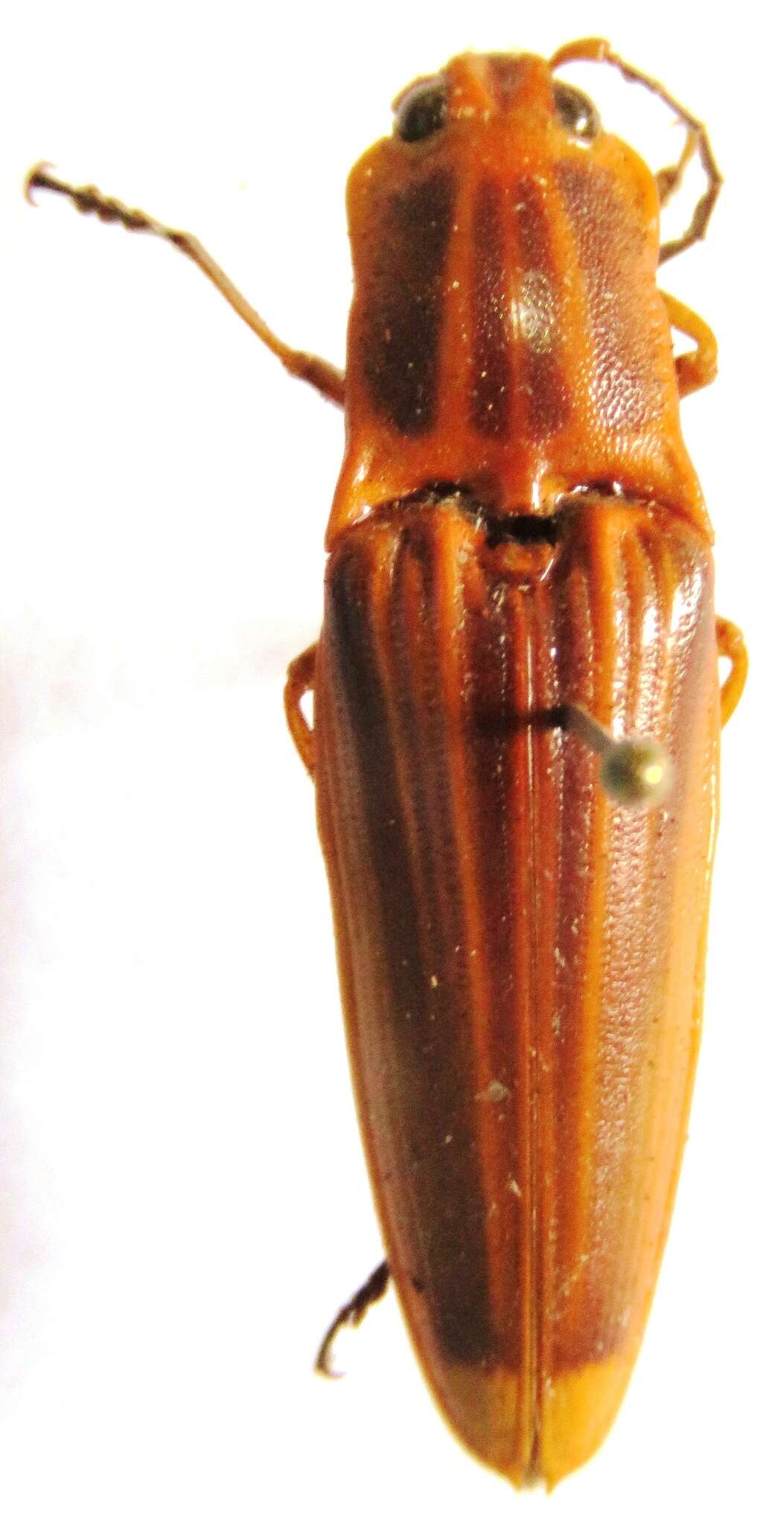 Image of Semiotinae