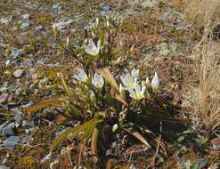 Image of Gentianella corymbifera subsp. corymbifera