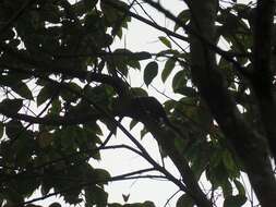 Image of Horsfield's Treeshrew