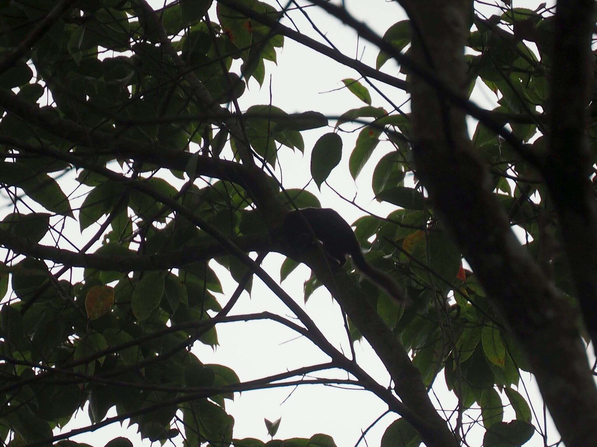 Image of Horsfield's Treeshrew