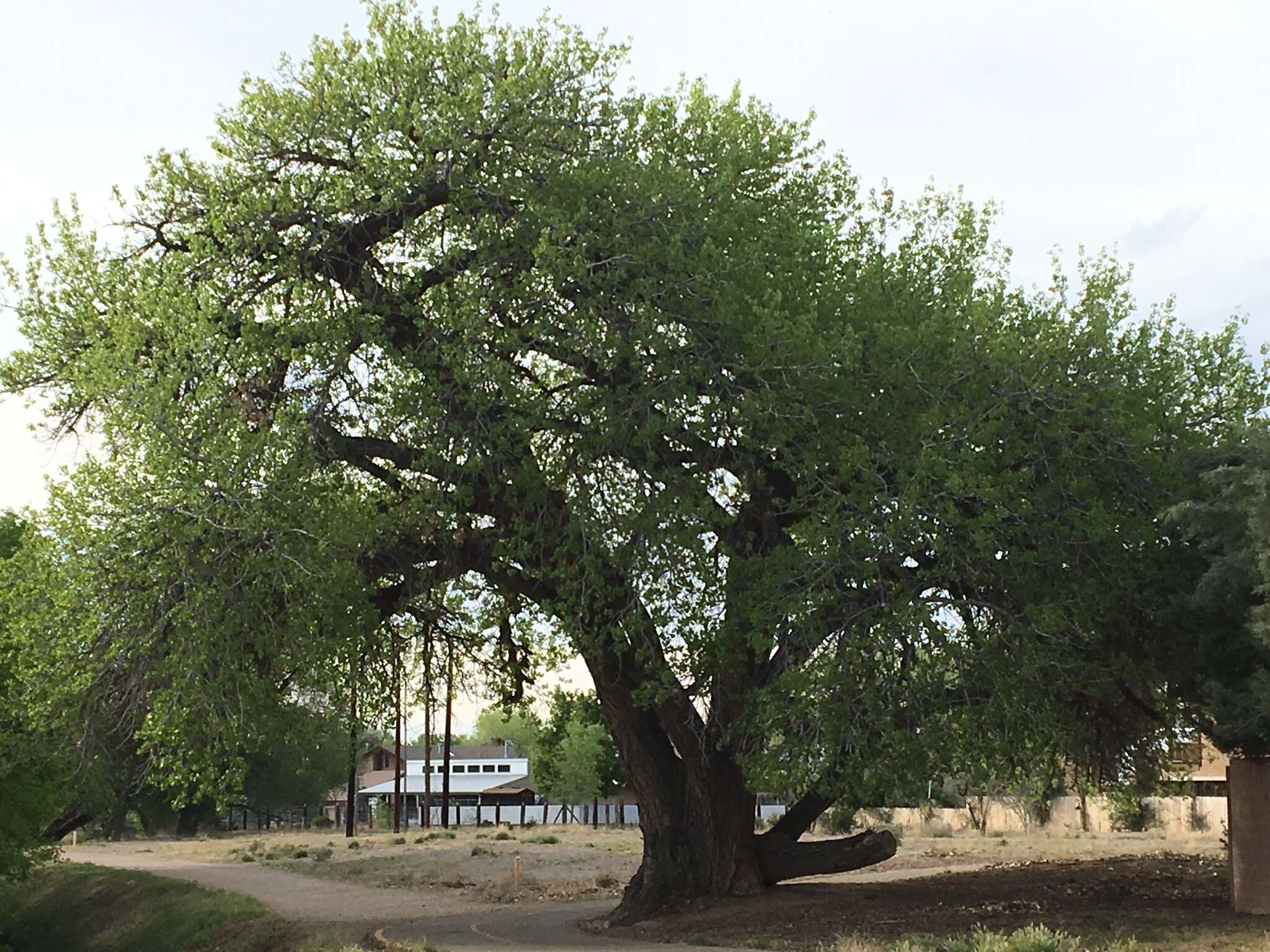 Image of Populus deltoides subsp. wislizenii (S. Wats.) Eckenwalder