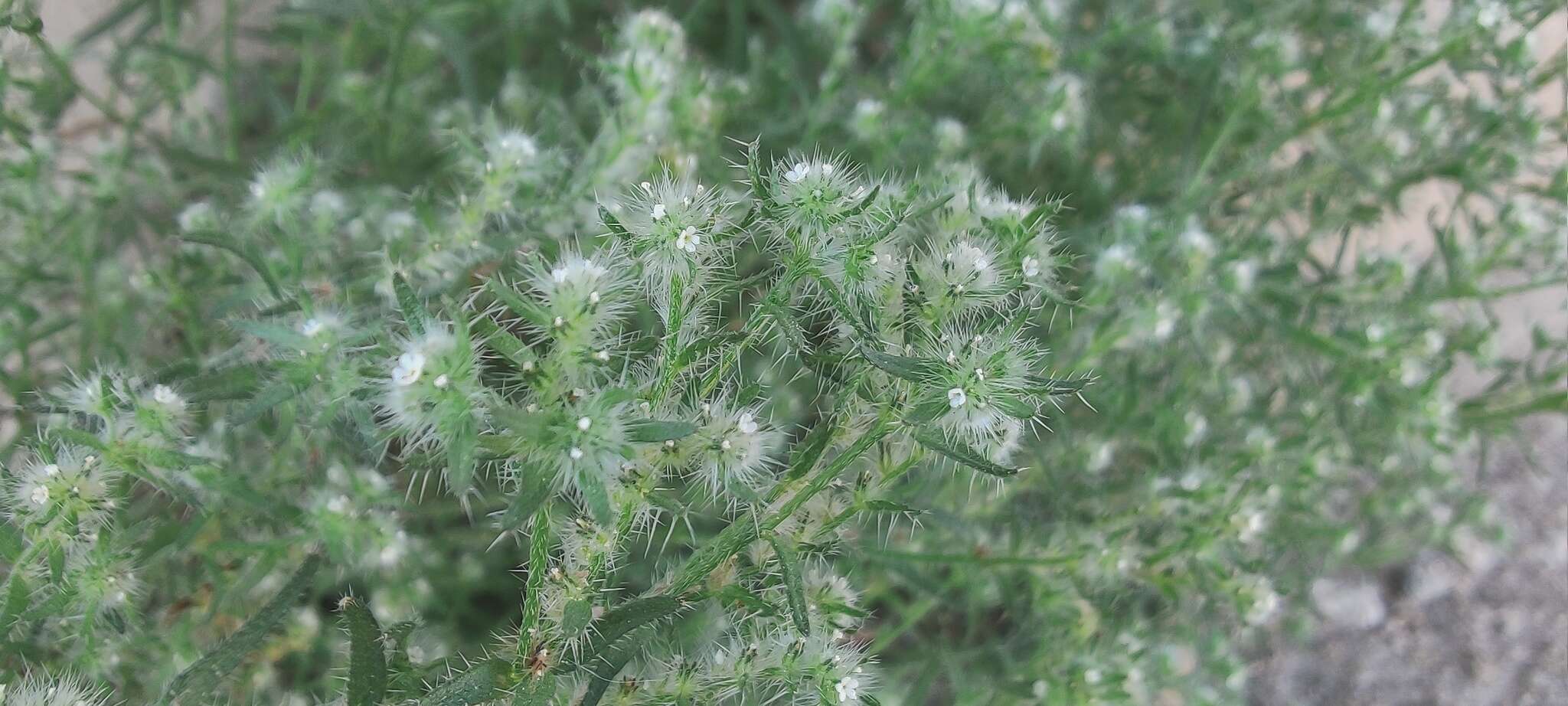 Image de Cryptantha maritima var. pilosa I. M. Johnst.