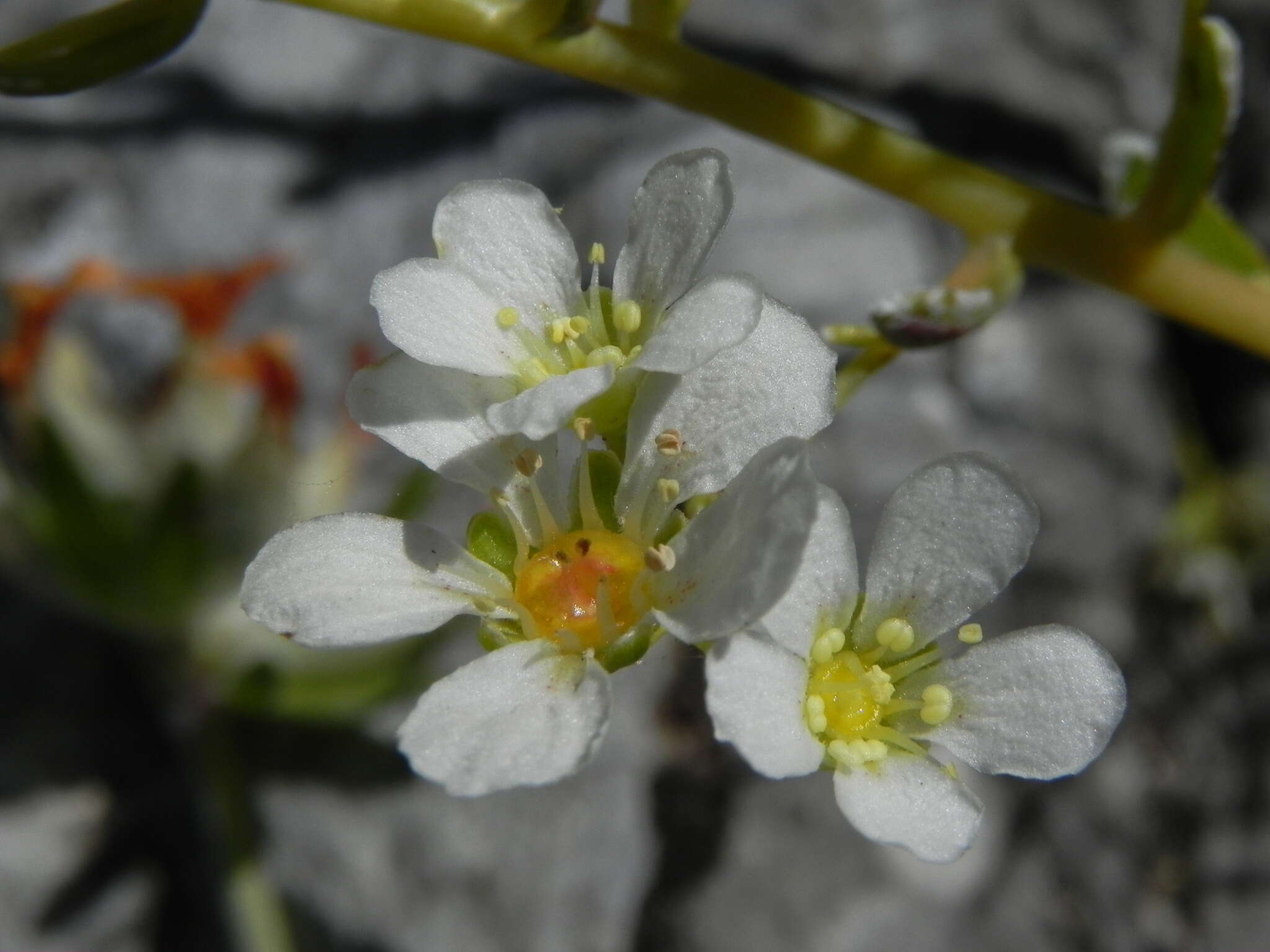 Sivun Saxifraga callosa Sm. kuva