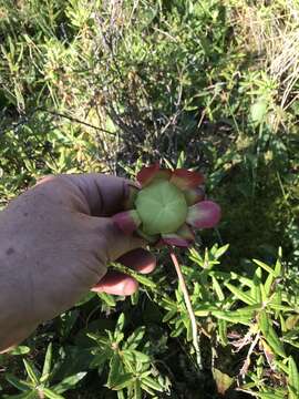 Image of southern purple pitcherplant