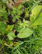 Image of Ligularia schmidtii (Maxim.) Makino