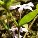 Image of Pseuderanthemum heterophyllum (Nees) Radlk.