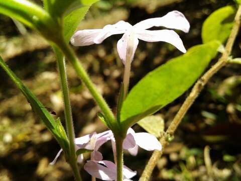 Imagem de Pseuderanthemum heterophyllum (Nees) Radlk.