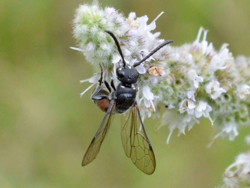 Image of Sapyga quinquepunctata (Fabricius 1781)