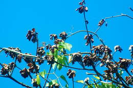 Imagem de Cochlospermum vitifolium (Willd.) Spreng.