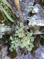 Image of Paraquilegia