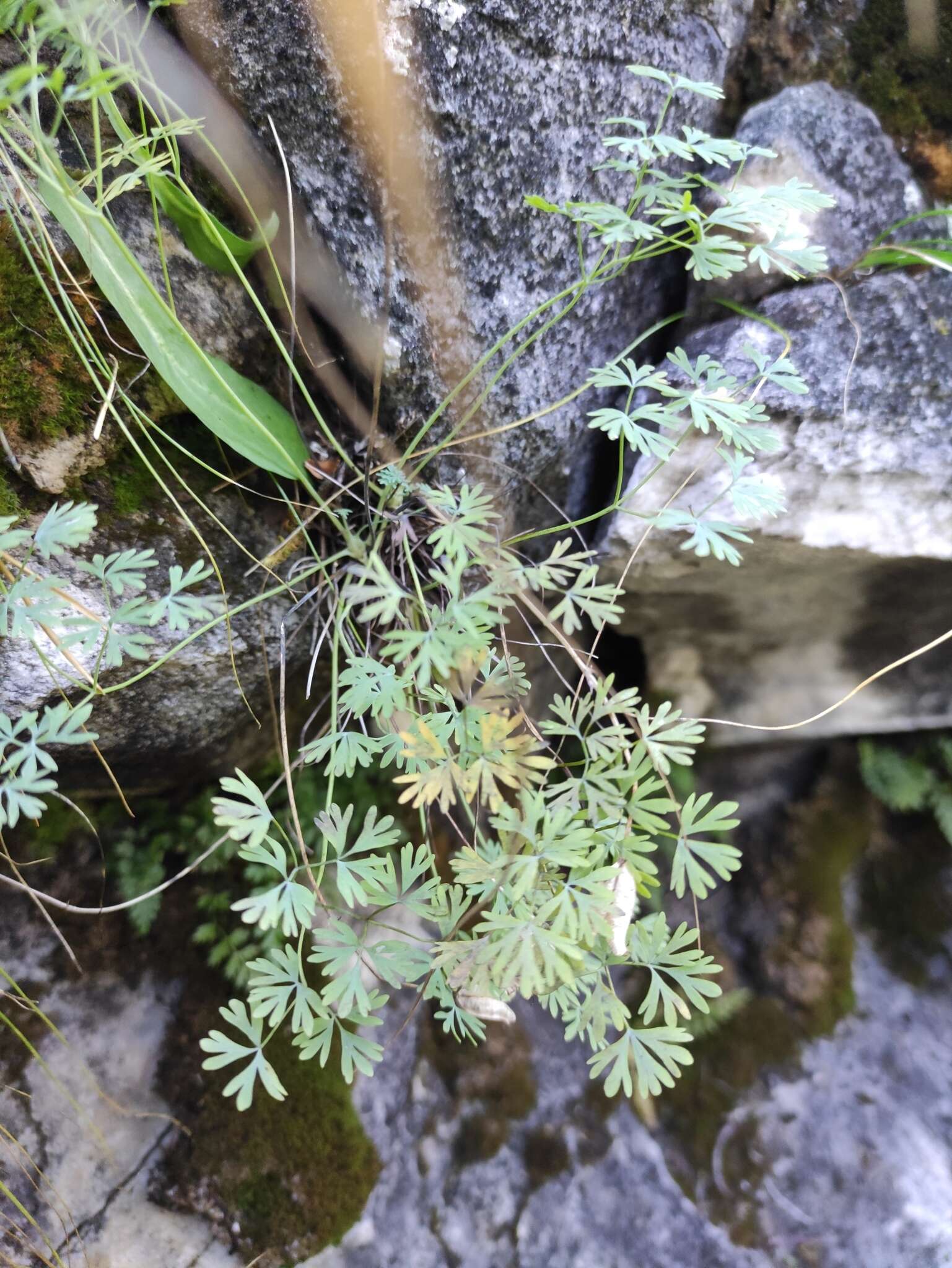 Image of Paraquilegia