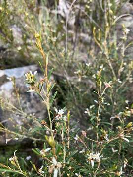 Image of Spyridium vexilliferum var. vexilliferum