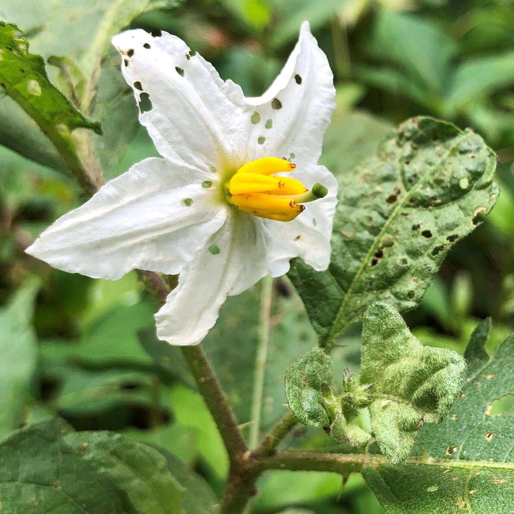 Image of <i>Solanum <i>carolinense</i></i> var. carolinense