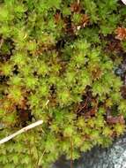 Image of great hairy screw-moss