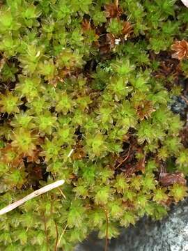 Image of great hairy screw-moss