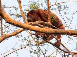 Image of ursine howler monkey