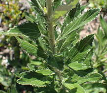 Image of Senecio crenatus Thunb.