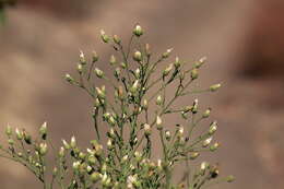 Image of Malibu baccharis