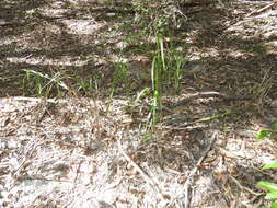 Image of cerulean flaxlily