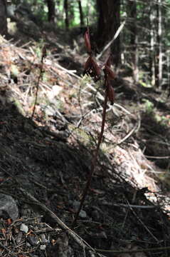 Image of summer coralroot