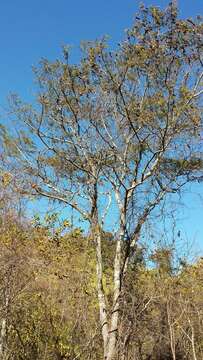 Image of Albizia bernieri Villiers