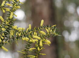 Acacia oxycedrus Sieber ex DC.的圖片