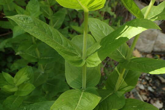 Image de Pycnanthemum californicum Torr. ex Durand