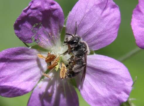 Image of Andrena distans Provancher 1888