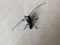 Image of Asian Longhorned Beetle