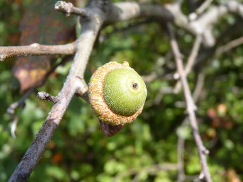 Imagem de Quercus ilicifolia Wangenh.