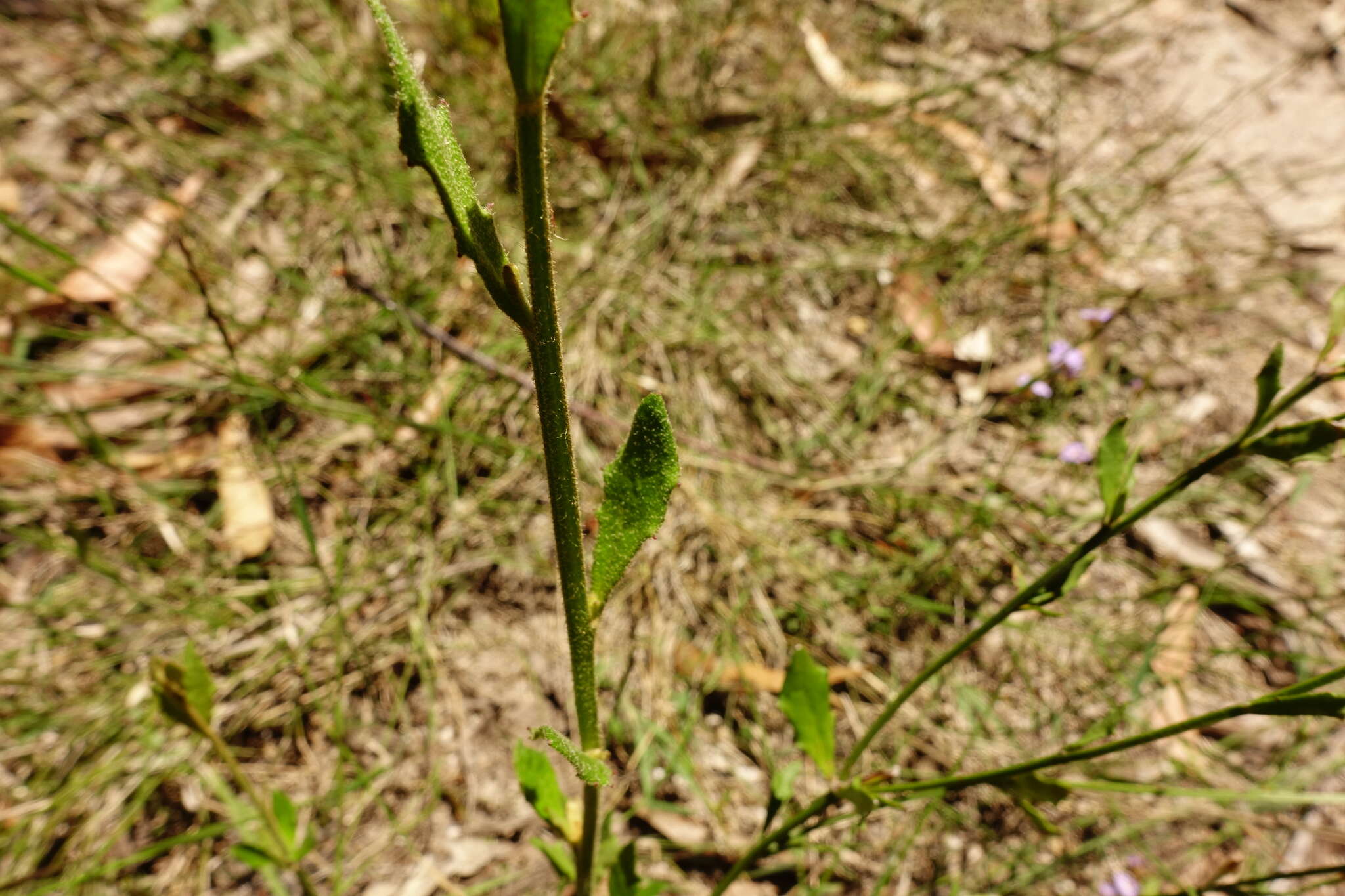 Image of Dampiera stricta (Smith) R. Br.