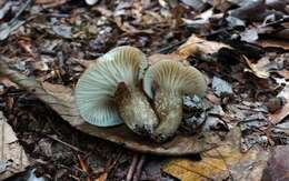 Image of Lactarius gerardii Peck 1873