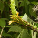 Image of Pitcairnia sceptrigera Mez