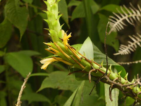 Image of Pitcairnia sceptrigera Mez