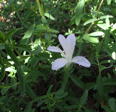 Image of Barleria pretoriensis C. B. Cl.