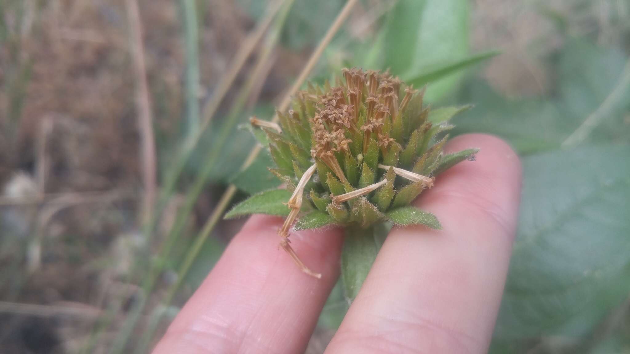 Image of Coville's mule-ears