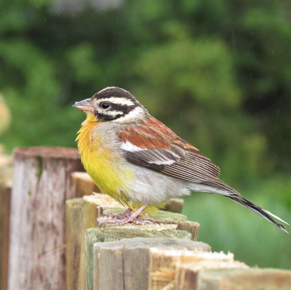 Image of African Golden-breasted Bunting