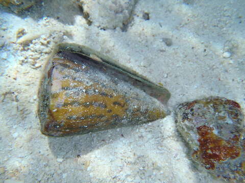 Image of leopard cone