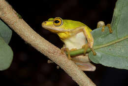 Image of Tinker Reed Frog