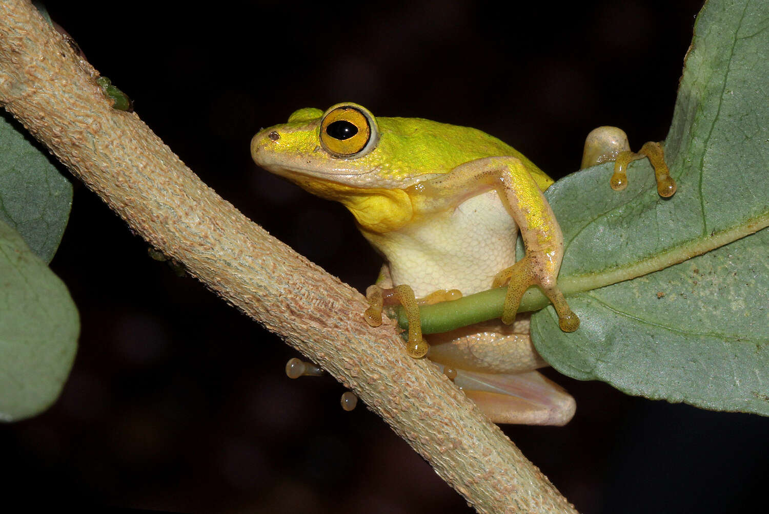 Image of Tinker Reed Frog