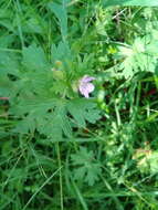 Imagem de Geranium seemannii Peyr.