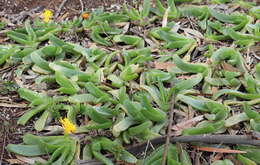 Image of Glottiphyllum longum (Haw.) N. E. Br.