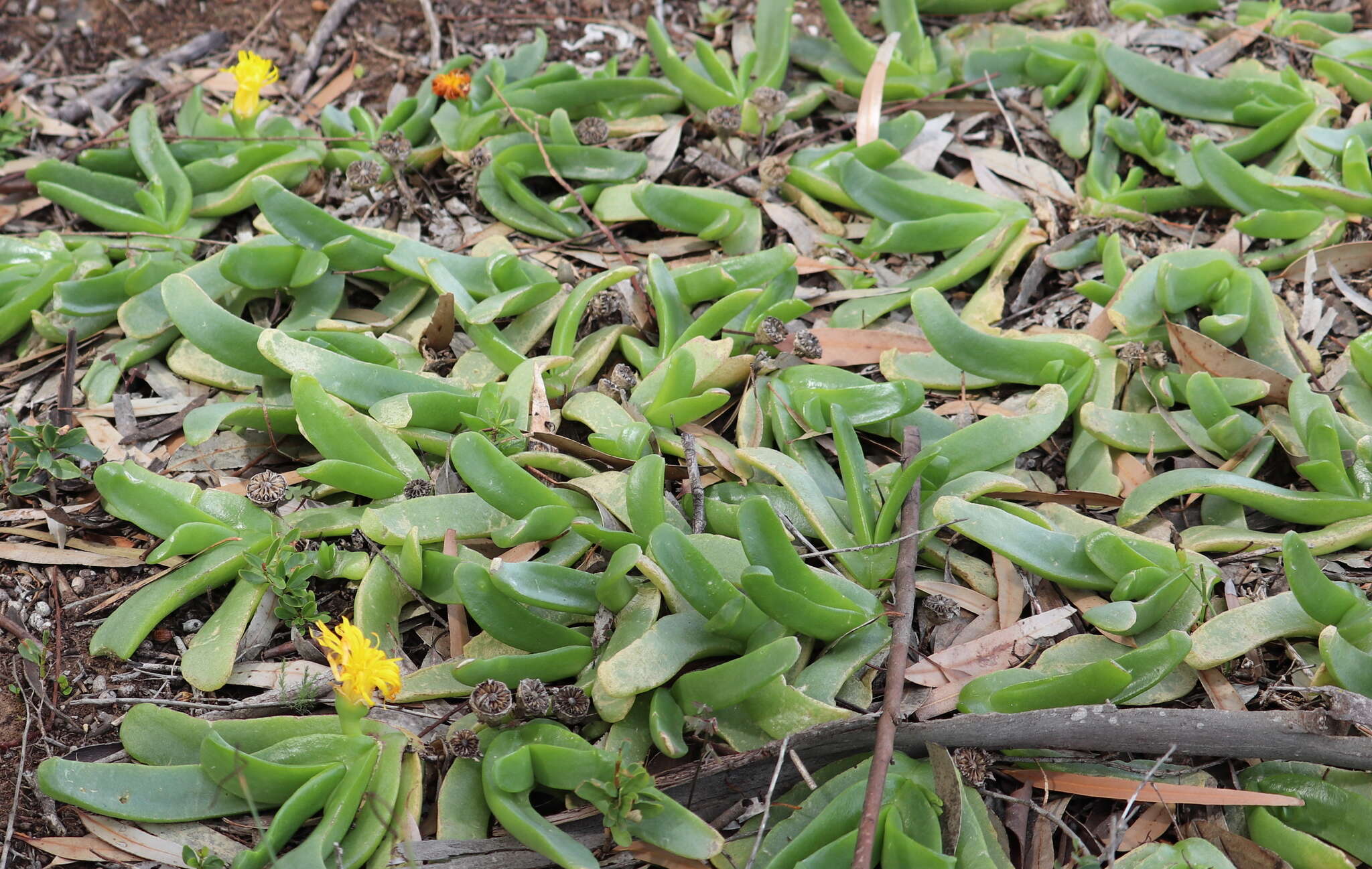 Image of Glottiphyllum longum (Haw.) N. E. Br.