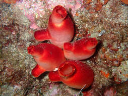 Image of red sea-squirt