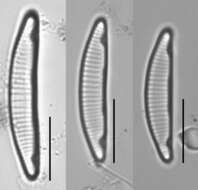 Image of <i>Eunotia incisa</i> W. Smith ex W. Gregory 1854