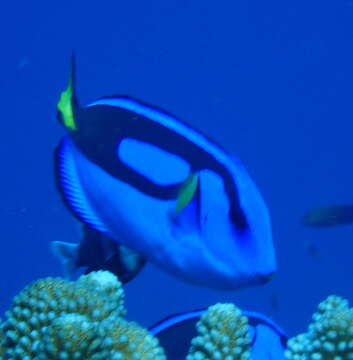 Image of Paracanthurus