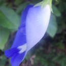 Clitoria lasciva Benth. resmi